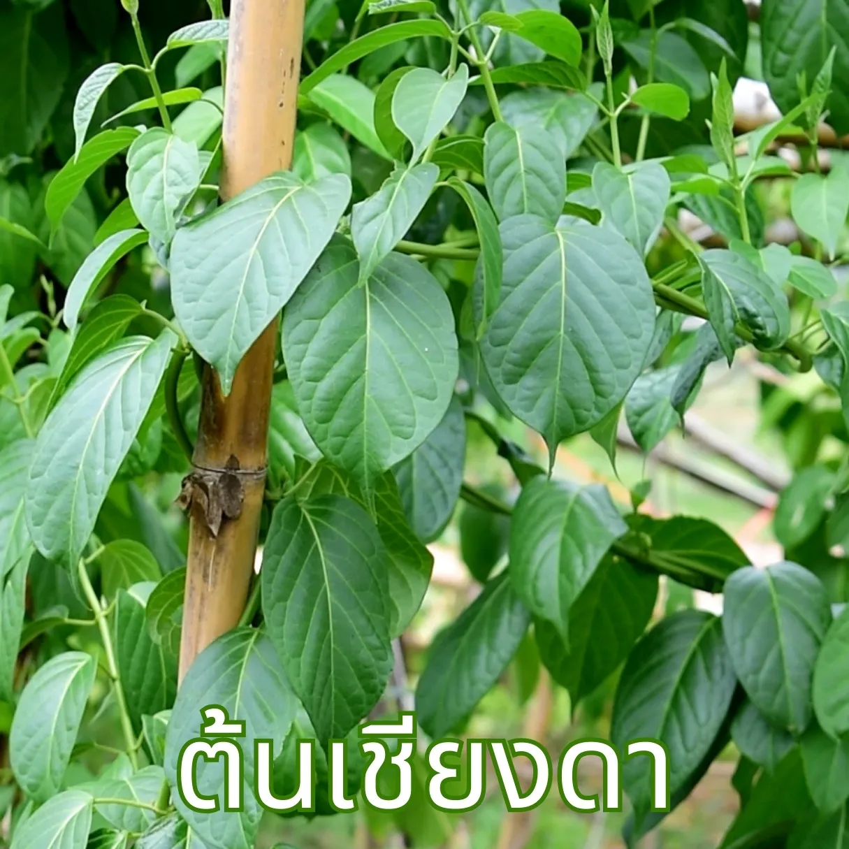 ต้นเชียงดา