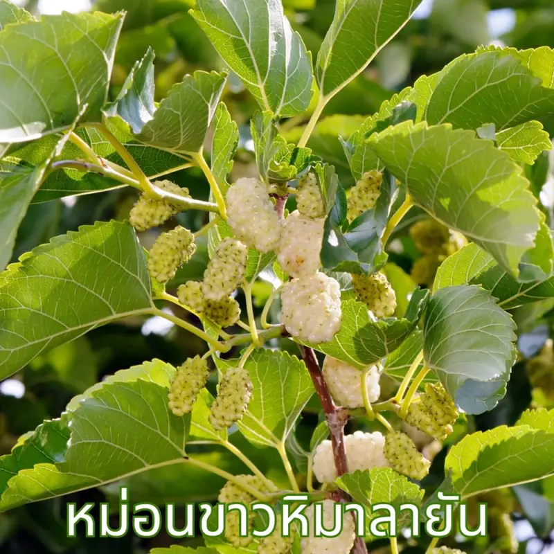 ใบหม่อนขาว