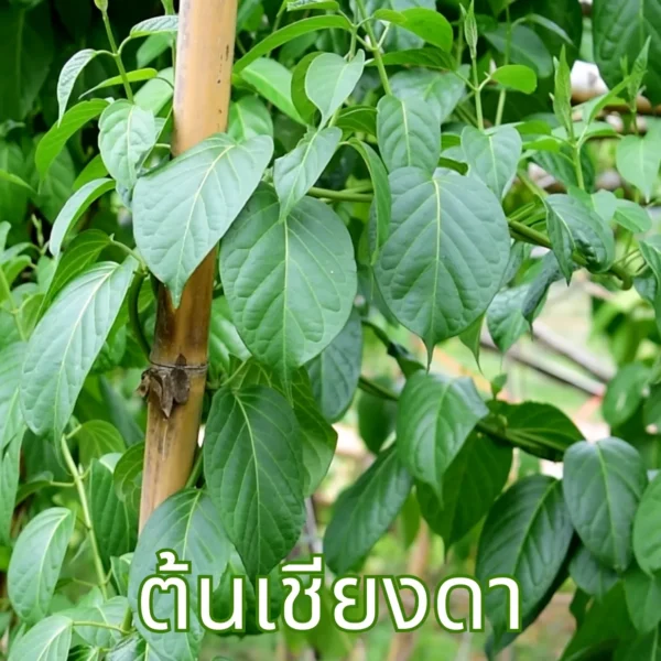 ต้นเชียงดา