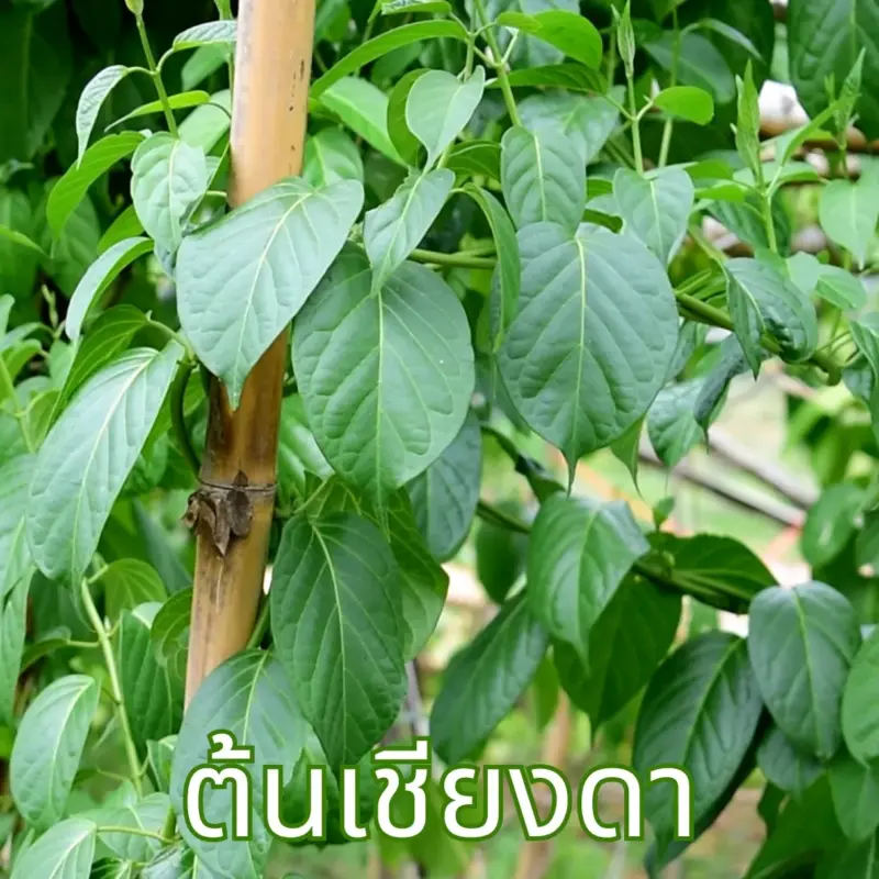 ต้นเชียงดา