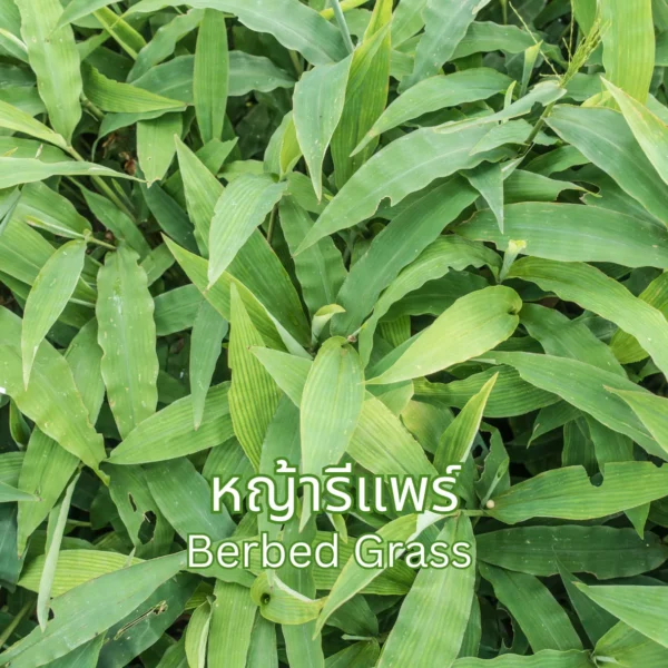 หญ้ารีแพร์
