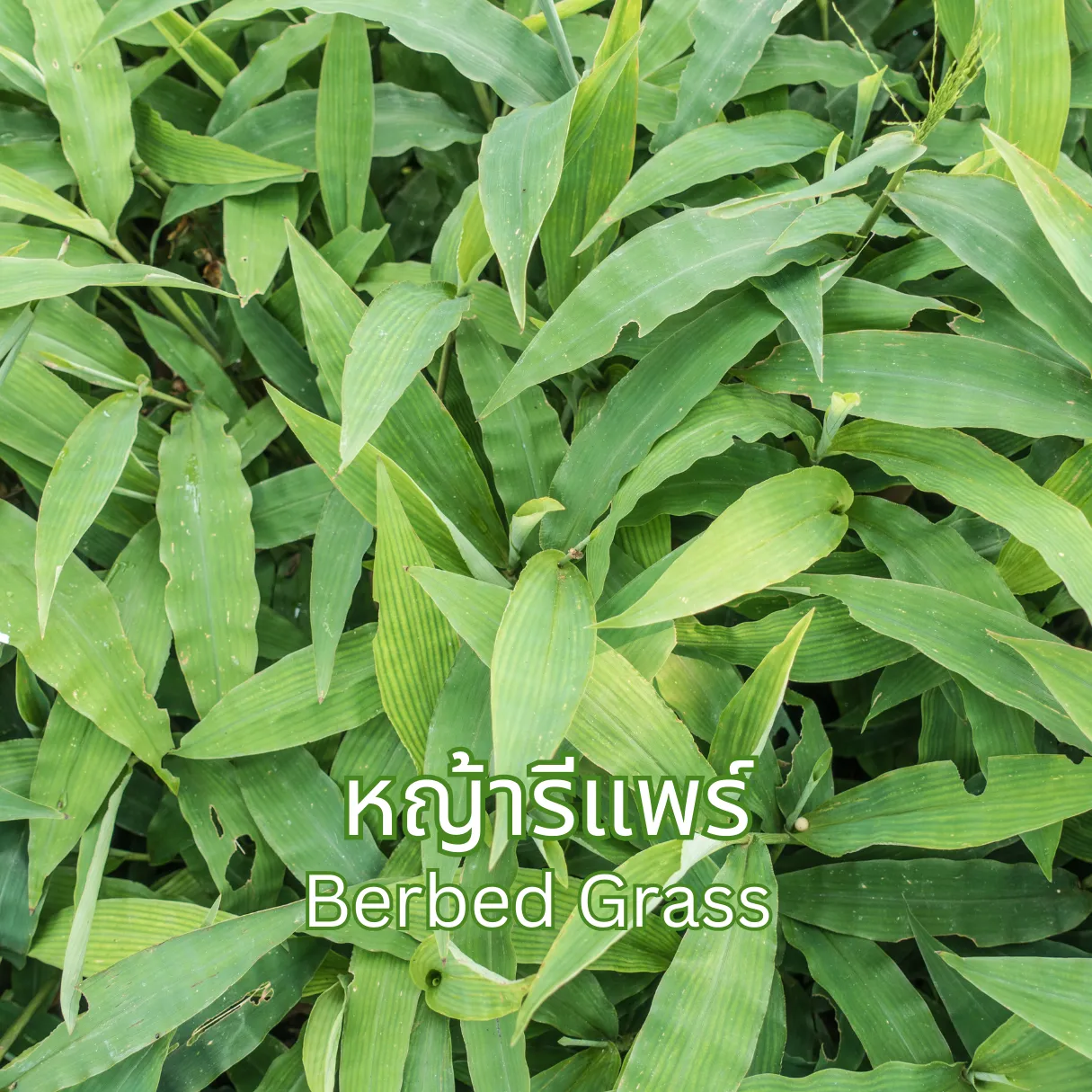 หญ้ารีแพร์