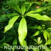 ใบชาหนุมานประสานกาย