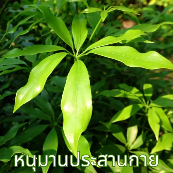 ใบชาหนุมานประสานกาย
