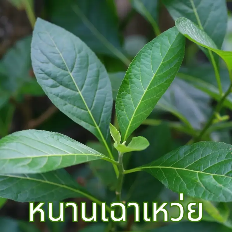 ใบหนานเฉาเหว่ย