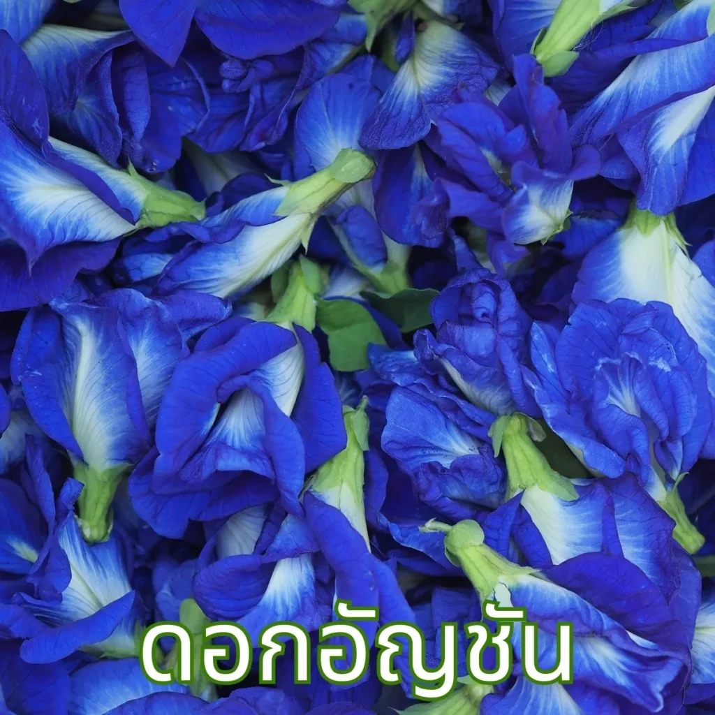 ดอกอัญชัน