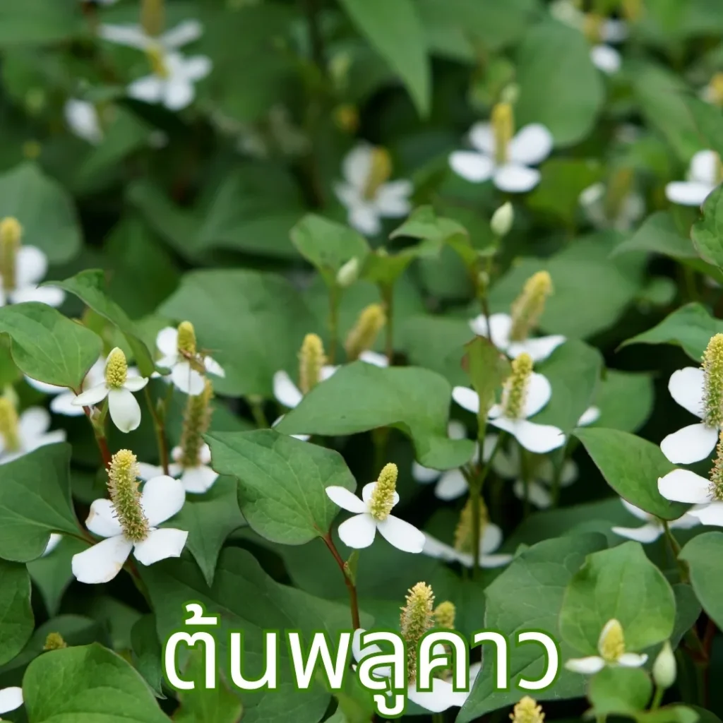 ต้นพลูคาว