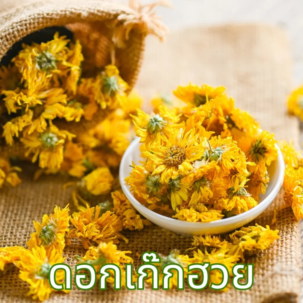 ดอกเก๊กฮวย