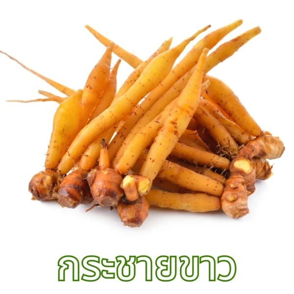 กระชายขาว