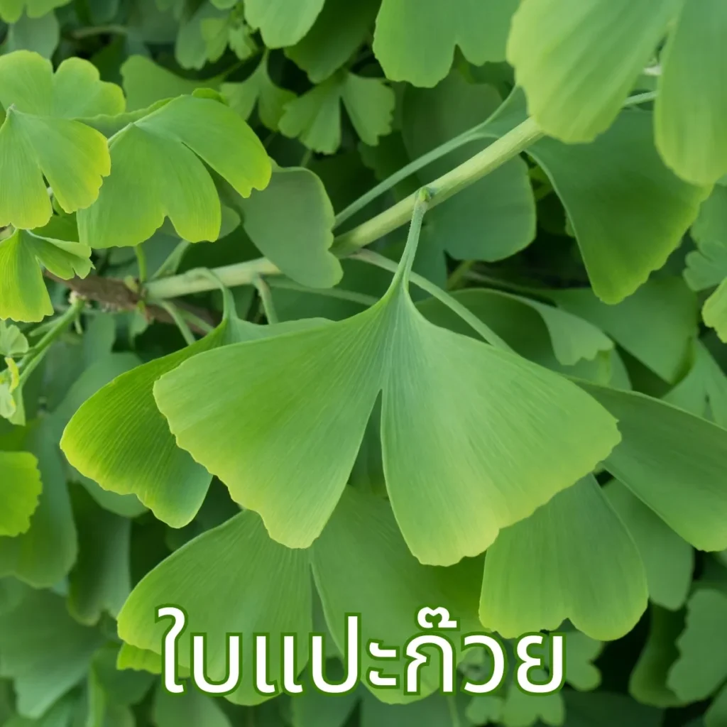 ใบแปะก๊วย