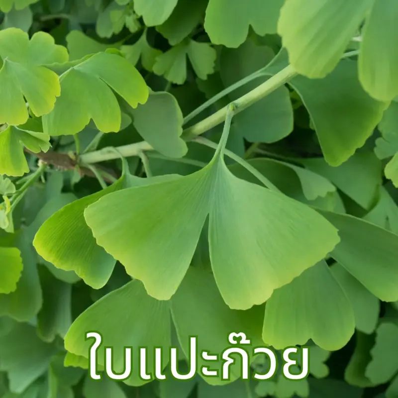 ใบแปะก๊วย