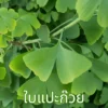 ใบแปะก๊วย