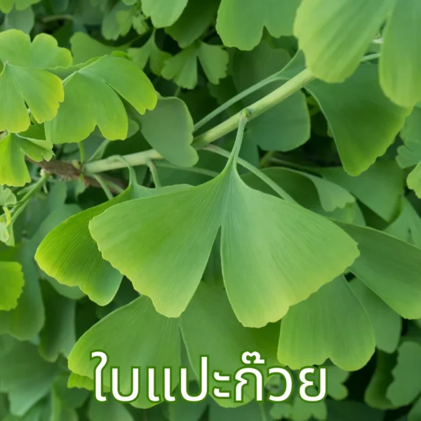 ใบแปะก๊วย