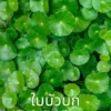 ใบบัวบก