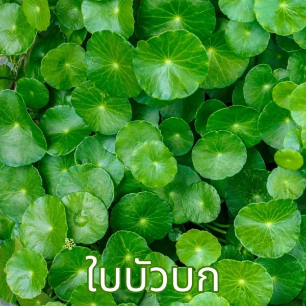 ใบบัวบก