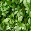 ต้นเจียวกู่หลาน