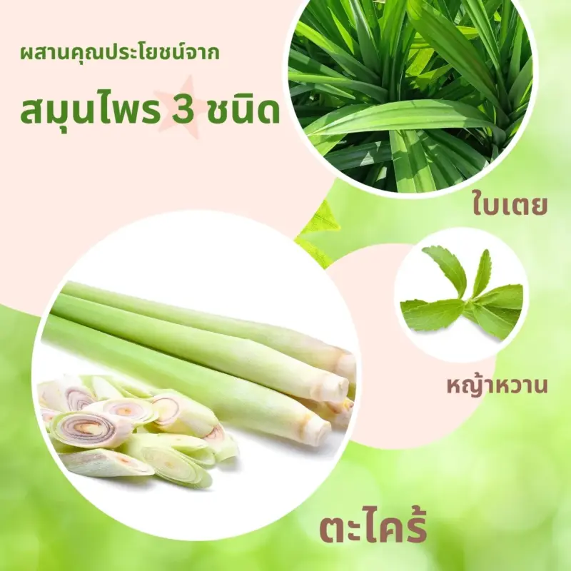 ตะไคร้ ใบเตย หญ้าหวาน