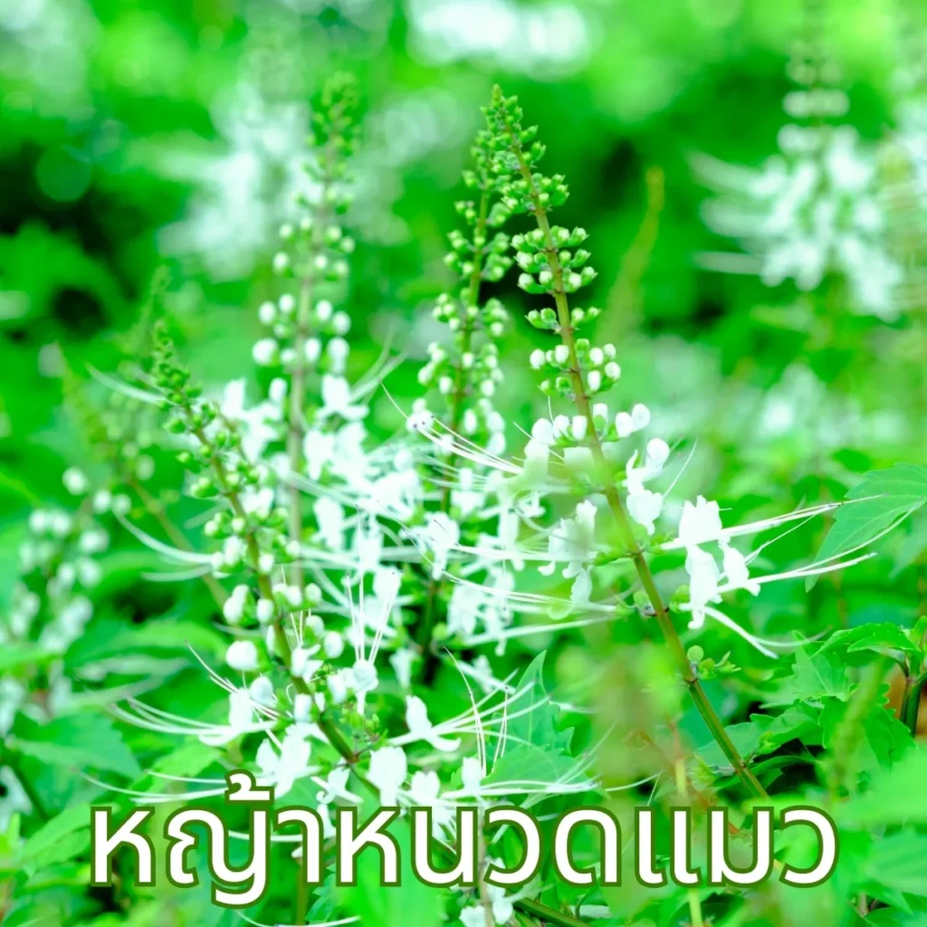 สมุนไพรหญ้าหนวดแมว