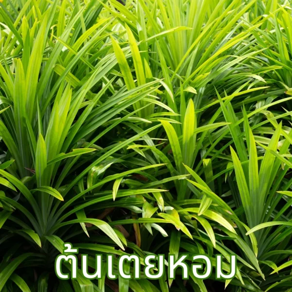 ใบเตยหอม