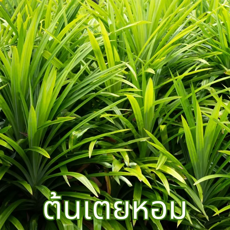ใบเตยหอม