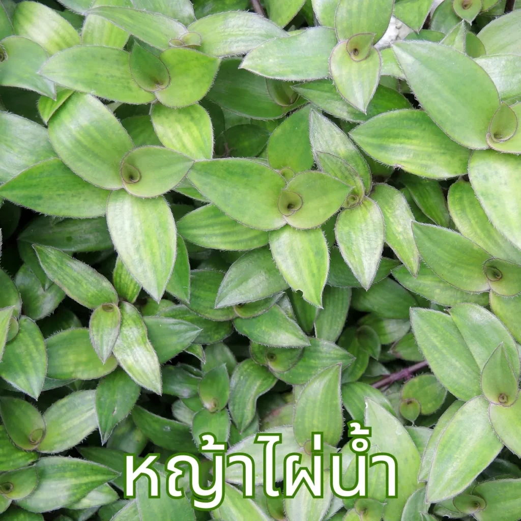 สมุนไพรหญ้าไผ่น้ำ