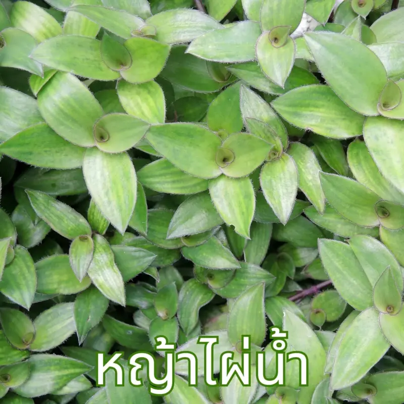 สมุนไพรหญ้าไผ่น้ำ
