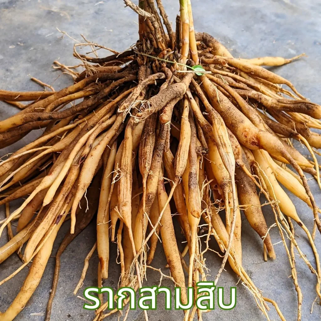 รากสามสิบ