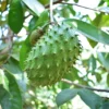 ผลทุเรียนเทศ