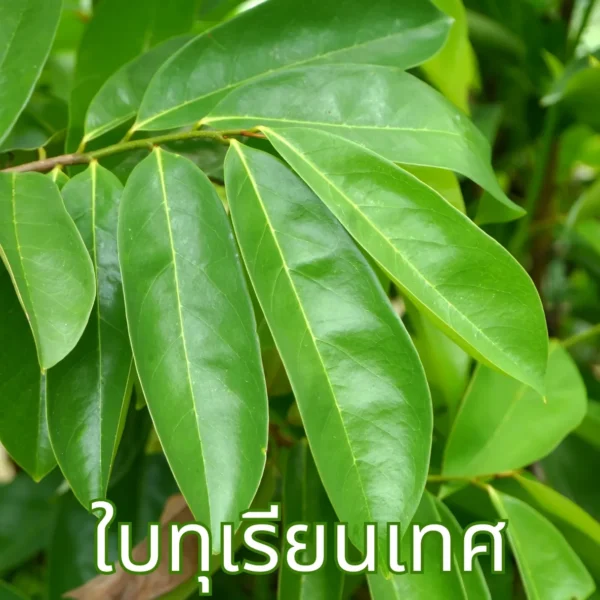 ใบทุเรียนเทศ