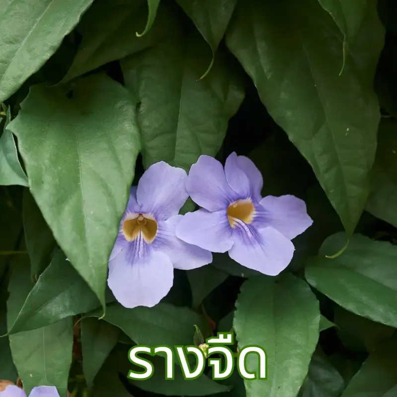 ใบรางจืด