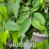 ต้นใบย่านาง