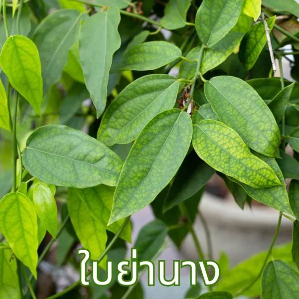 ต้นใบย่านาง