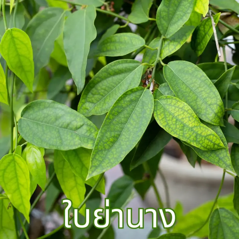 ต้นใบย่านาง