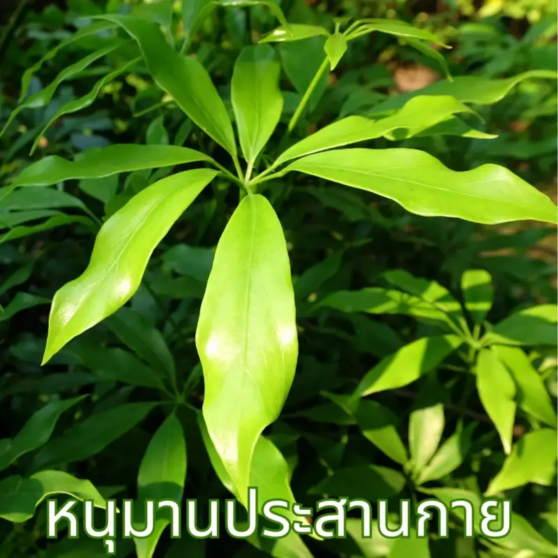 ใบชาหนุมานประสานกาย