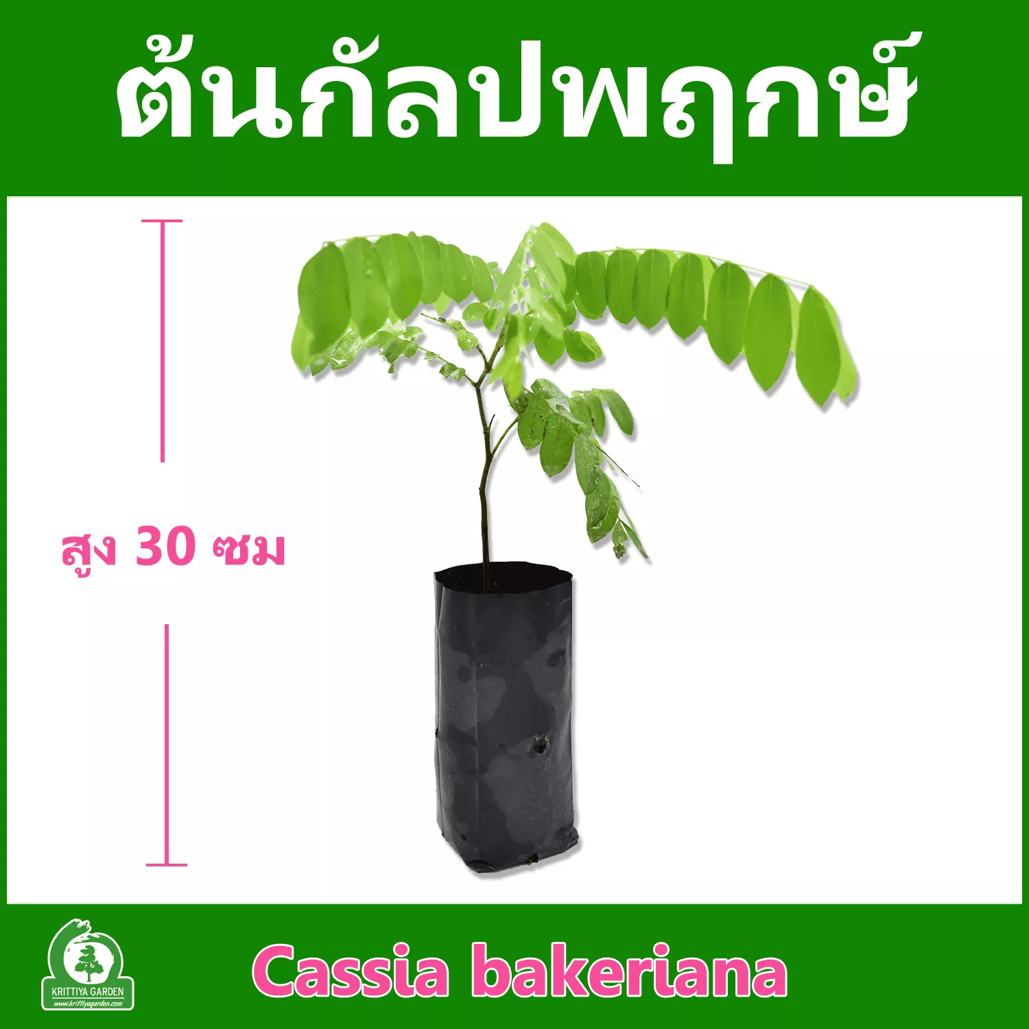 ต้นกัลปพฤกษ์
