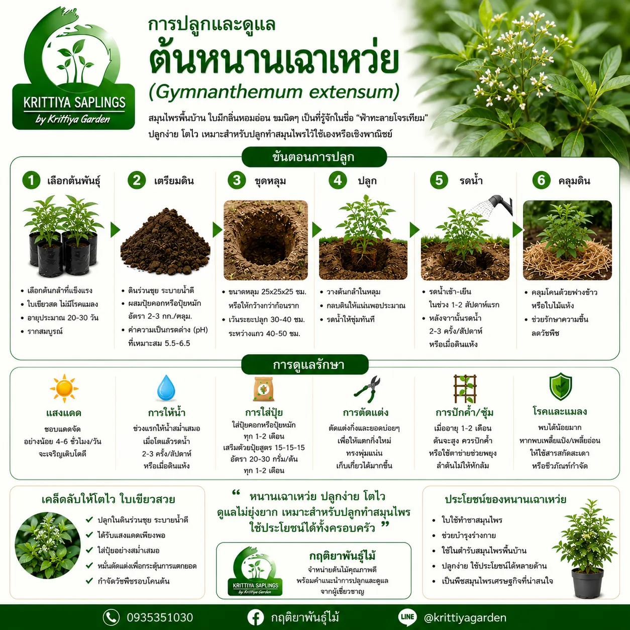 การปลูกและดูแลต้นหนานเฉาเหว่ย
