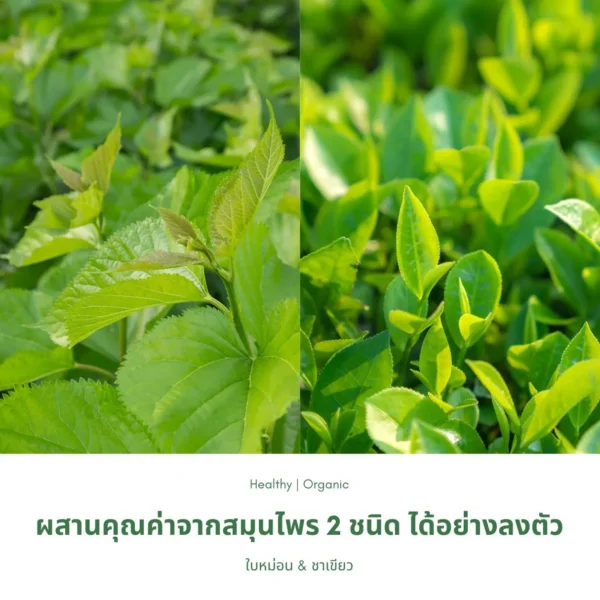 ใบหม่อนและชาเขียว