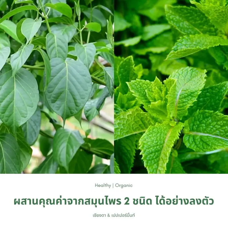ชาเชียงดาและเปปเปอร์มินต์
