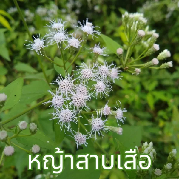 ต้นหญ้าสาบเสือ