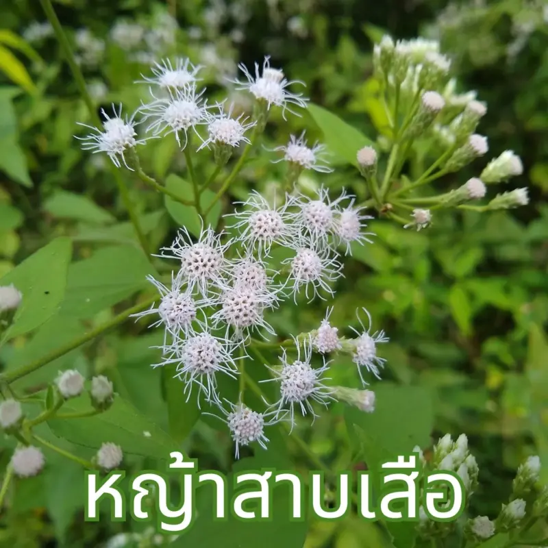 ต้นหญ้าสาบเสือ