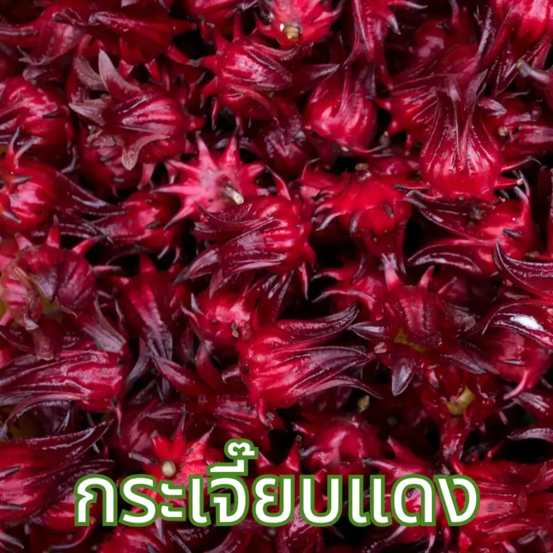 กระเจี๊ยบแดง