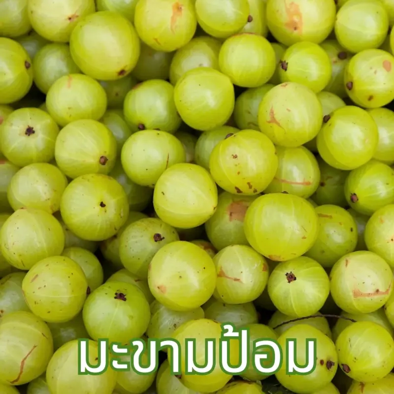 ผลมะขามป้อม