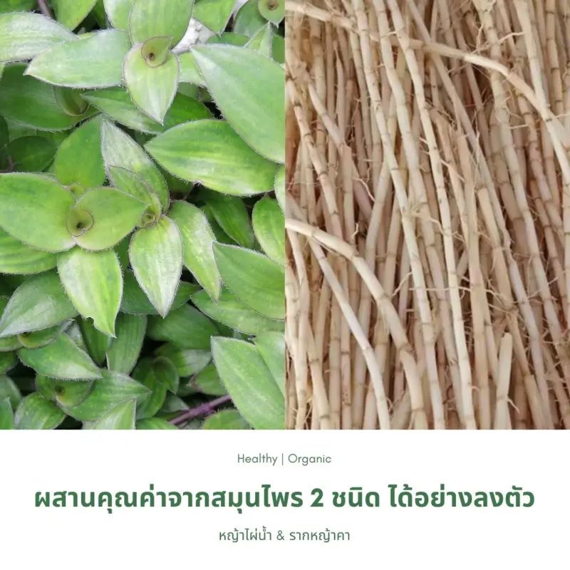 หญ้าไผ่น้ำและรากหญ้าคา