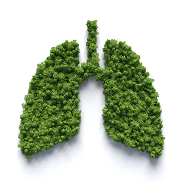 Herbal Lung