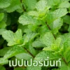ใบเปปเปอร์มินต์