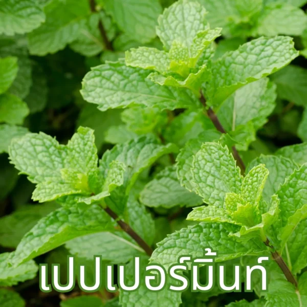 ใบเปปเปอร์มินต์