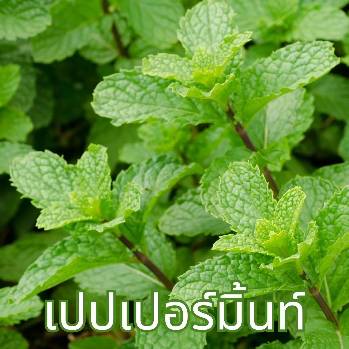 ใบเปปเปอร์มินต์