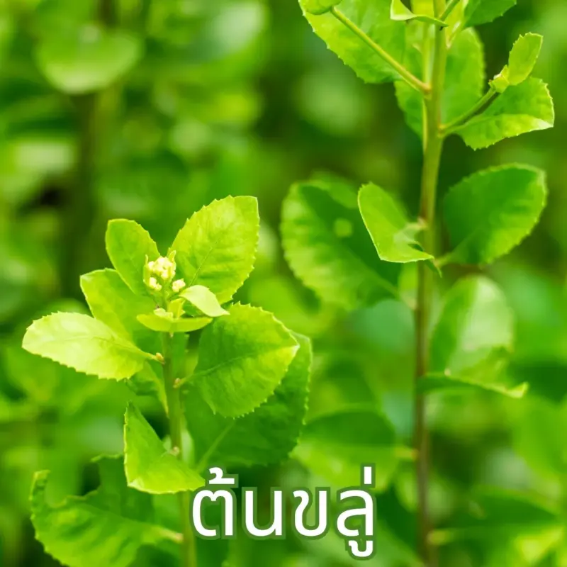 ใบขลู่
