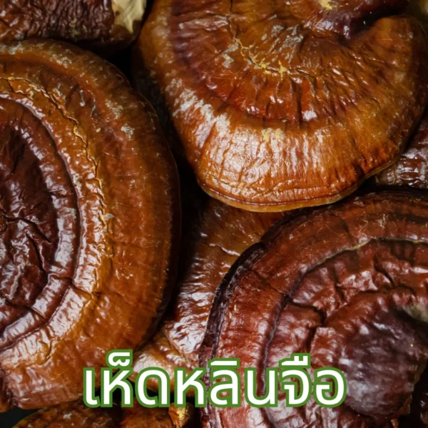 เห็ดหลินจือ