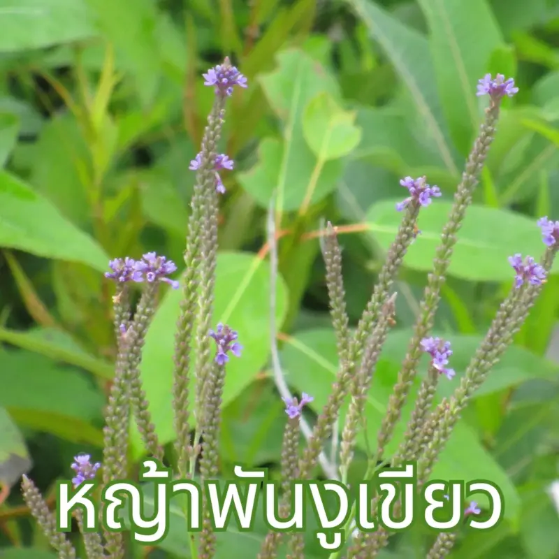 ต้นหญ้าพันงูเขียว